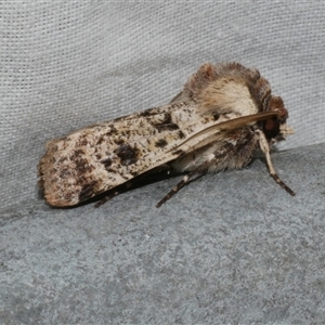 Agrotis porphyricollis at Freshwater Creek, VIC - 4 Nov 2024