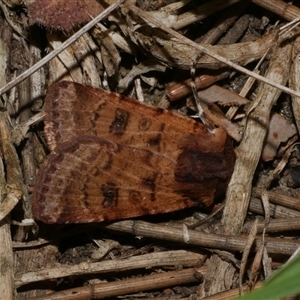 Agrotis porphyricollis at Freshwater Creek, VIC - 4 Nov 2024