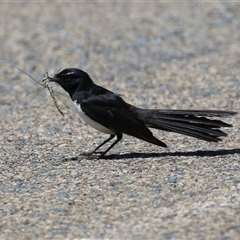 Rhipidura leucophrys (Willie Wagtail) at Fyshwick, ACT - 10 Nov 2024 by RodDeb