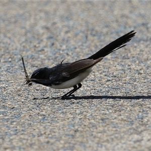 Rhipidura leucophrys at Fyshwick, ACT - 10 Nov 2024 11:53 AM