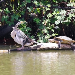 Anhinga novaehollandiae at Fyshwick, ACT - 10 Nov 2024