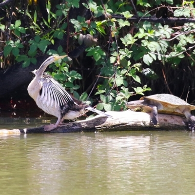 Anhinga novaehollandiae (Australasian Darter) at Fyshwick, ACT - 10 Nov 2024 by RodDeb