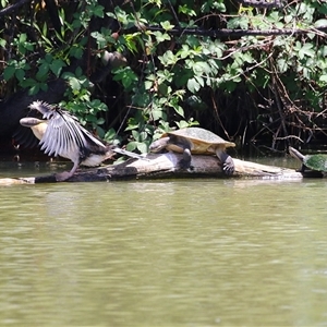 Anhinga novaehollandiae at Fyshwick, ACT - 10 Nov 2024 01:25 PM