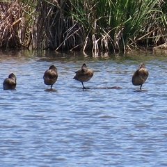 Stictonetta naevosa (Freckled Duck) at Fyshwick, ACT - 10 Nov 2024 by RodDeb