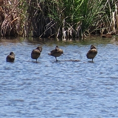 Stictonetta naevosa at Fyshwick, ACT - 10 Nov 2024