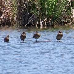 Stictonetta naevosa at Fyshwick, ACT - 10 Nov 2024