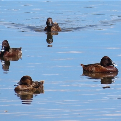 Aythya australis (Hardhead) at Fyshwick, ACT - 10 Nov 2024 by RodDeb