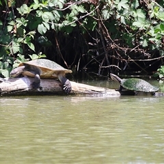 Emydura macquarii (Macquarie Turtle) at Fyshwick, ACT - 10 Nov 2024 by RodDeb