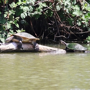 Emydura macquarii at Fyshwick, ACT - 10 Nov 2024 01:24 PM