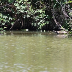 Emydura macquarii at Fyshwick, ACT - 10 Nov 2024 01:24 PM