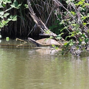 Emydura macquarii at Fyshwick, ACT - 10 Nov 2024 01:24 PM