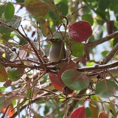 Zosterops lateralis at Fyshwick, ACT - 10 Nov 2024