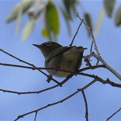 Zosterops lateralis at Fyshwick, ACT - 10 Nov 2024