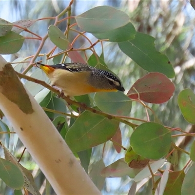 Pardalotus punctatus (Spotted Pardalote) at Fyshwick, ACT - 10 Nov 2024 by RodDeb