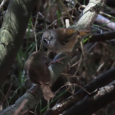 Sericornis frontalis (White-browed Scrubwren) at Fyshwick, ACT - 10 Nov 2024 by RodDeb