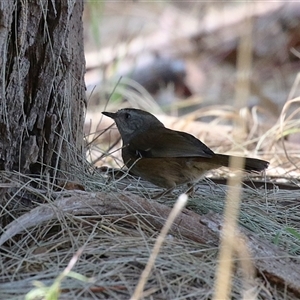 Sericornis frontalis at Fyshwick, ACT - 10 Nov 2024 01:46 PM