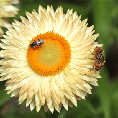 Eristalinus punctulatus (Golden Native Drone Fly) at Acton, ACT - 10 Nov 2024 by TimL