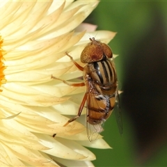 Eristalinus punctulatus at Acton, ACT - 10 Nov 2024 10:28 AM