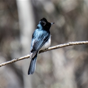 Myiagra cyanoleuca at Mount Clear, ACT - 8 Nov 2024