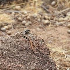 Morethia boulengeri (Boulenger's Skink) at Greenway, ACT - 11 Nov 2024 by LineMarie