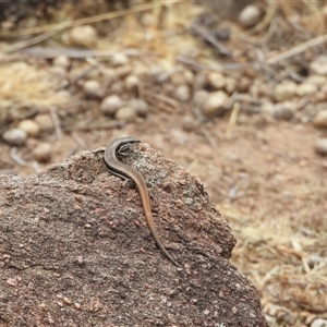 Morethia boulengeri at Greenway, ACT - 11 Nov 2024