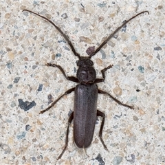 Unidentified Longhorn beetle (Cerambycidae) at Melba, ACT - 6 Nov 2024 by kasiaaus