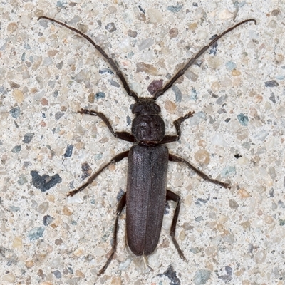 Unidentified Longhorn beetle (Cerambycidae) at Melba, ACT - 6 Nov 2024 by kasiaaus