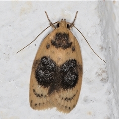 Garrha ocellifera (A concealer moth) at Melba, ACT - 6 Nov 2024 by kasiaaus