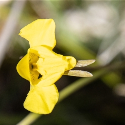 Diuris monticola (Highland Golden Moths) at Mount Clear, ACT - 8 Nov 2024 by SWishart