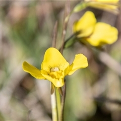 Diuris monticola at Mount Clear, ACT - suppressed