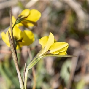 Diuris monticola at Mount Clear, ACT - suppressed