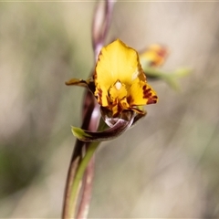 Diuris semilunulata (Late Leopard Orchid) at Mount Clear, ACT - 8 Nov 2024 by SWishart