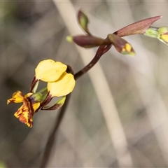 Diuris semilunulata at Mount Clear, ACT - 8 Nov 2024