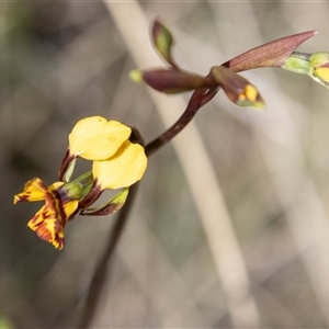 Diuris semilunulata at Mount Clear, ACT - suppressed