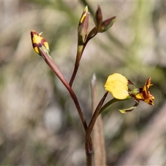 Diuris semilunulata at Mount Clear, ACT - suppressed