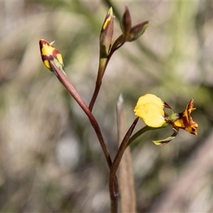 Diuris semilunulata at Mount Clear, ACT - 8 Nov 2024