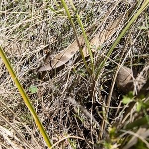 Diuris semilunulata at Mount Clear, ACT - suppressed