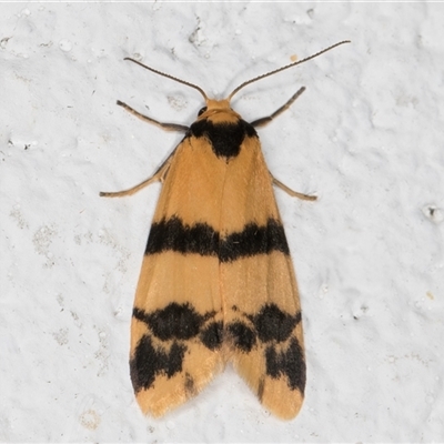 Thallarcha chrysochares (Tiger Footman) at Melba, ACT - 6 Nov 2024 by kasiaaus