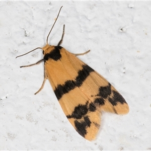 Thallarcha chrysochares at Melba, ACT - 6 Nov 2024 11:18 PM