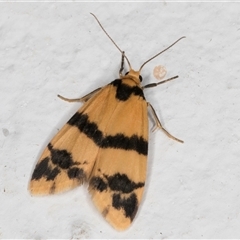 Thallarcha chrysochares at Melba, ACT - 6 Nov 2024 11:18 PM