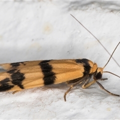 Thallarcha chrysochares at Melba, ACT - 6 Nov 2024 11:18 PM