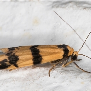 Thallarcha chrysochares at Melba, ACT - 6 Nov 2024 11:18 PM