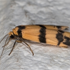 Thallarcha chrysochares at Melba, ACT - 6 Nov 2024 11:18 PM