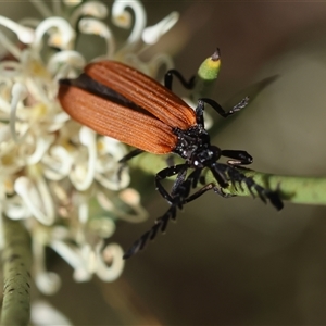 Porrostoma rhipidium at Mongarlowe, NSW - suppressed