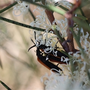 Porrostoma rhipidium at Mongarlowe, NSW - 8 Nov 2024