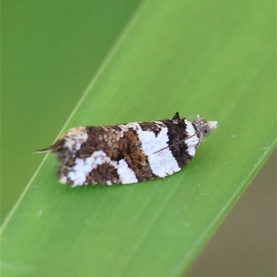 Epitymbia cosmota (A Tortricid moth) at Mongarlowe, NSW - 8 Nov 2024 by LisaH