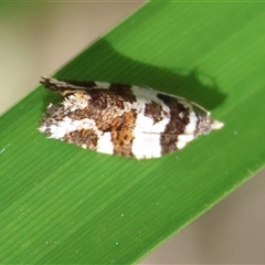 Epitymbia cosmota at Mongarlowe, NSW - suppressed