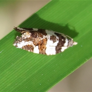 Epitymbia cosmota at Mongarlowe, NSW - suppressed