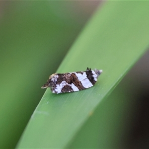 Epitymbia cosmota at Mongarlowe, NSW - suppressed