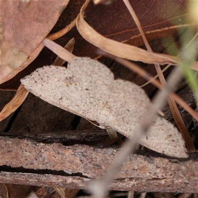 Taxeotis (genus) (Unidentified Taxeotis geometer moths) at Gundaroo, NSW - 11 Nov 2024 by ConBoekel